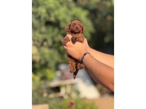 Çiş eğitimli toy poodle bebekler 