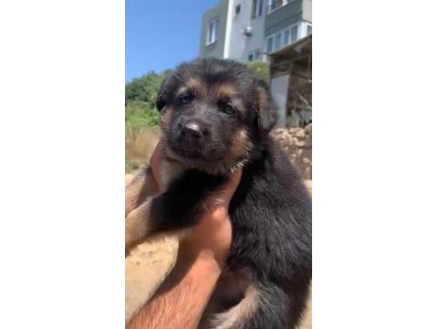 Orjinal alman çoban köpeği (alman kurdu) yavrusu