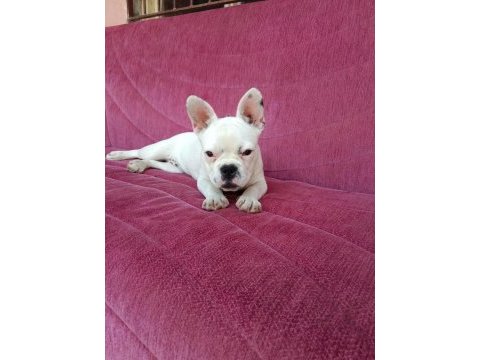 Fransız buldog 2aylik dişi çok akıllı