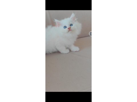 British longhair kedisi