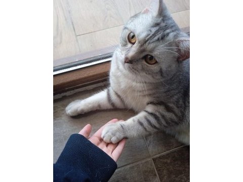 Simba erkek kedi