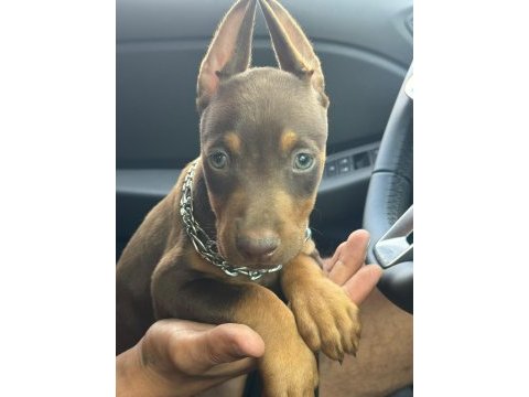 Doberman yavru köpeklerimiz