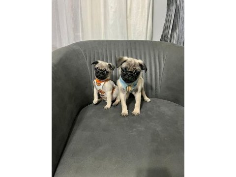 Sıfır burun a kalite pug bebekler