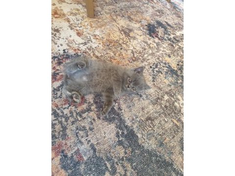 A kalite british shorthair yavrular