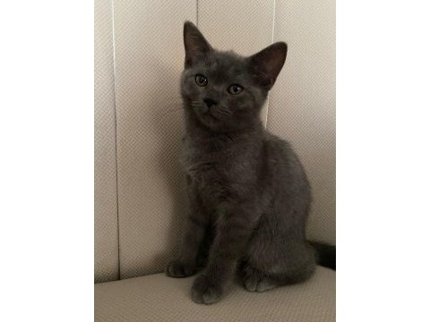 2.5 aylık oyuncu british shorthair