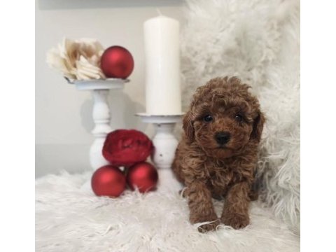 A kalite tüy dökmeyen toy poodle köpeği