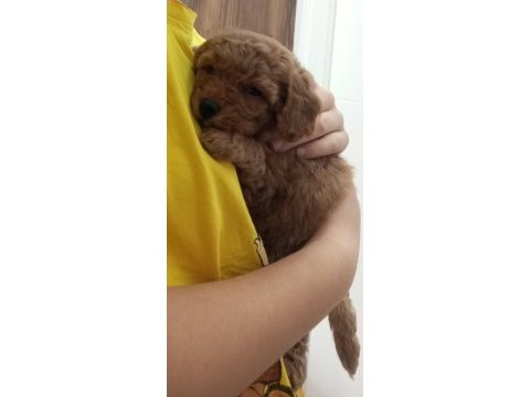 Yavru toy poodle