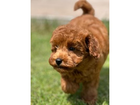 Poodle çiftliğinden red brown toy poodle bebeklerimiz