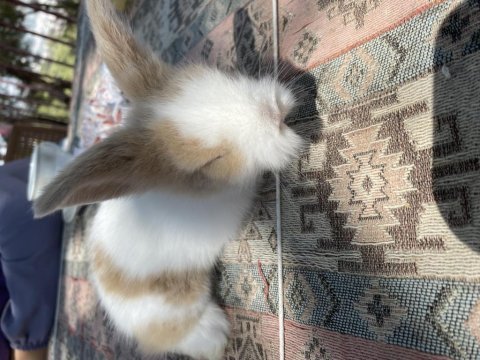 Hollanda lop yavru tavşan