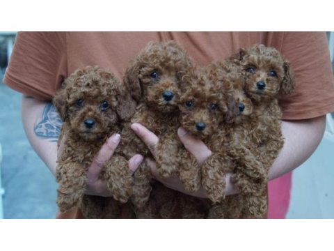 Birbirinden sevimli toy poodle yavrular