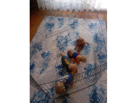 Tuvalet eğitimli maltipoo yavrular