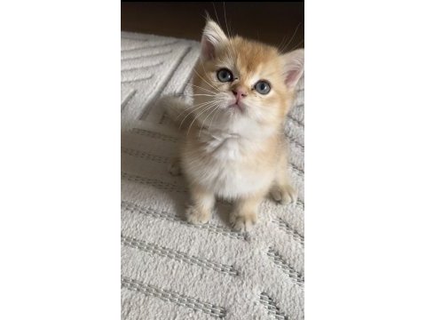 British shorthair kedisi