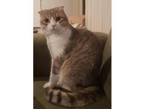 Erkek scottish fold çiftleştirmek için