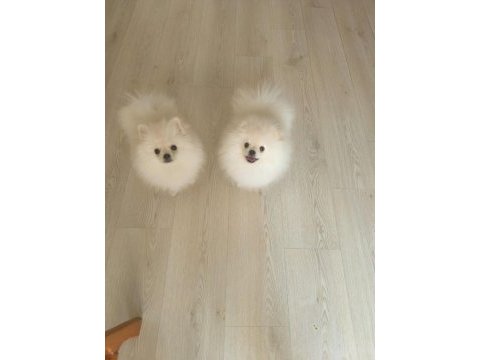 3.5 aylık pomeranian yavrularımız