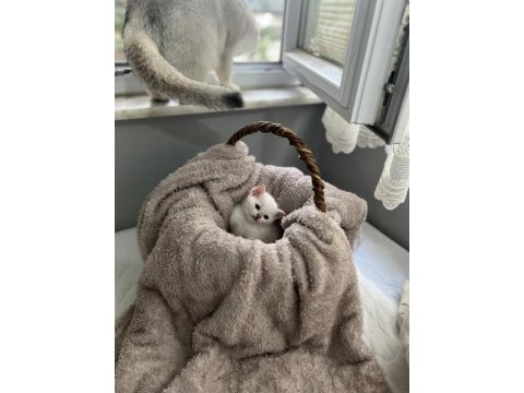 British shorthair erkek yavrumuz