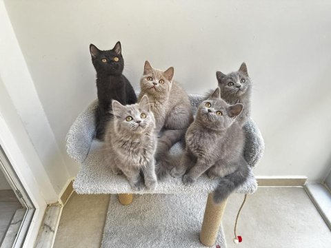 British shorthair yavrularımız yeni aile arıyor