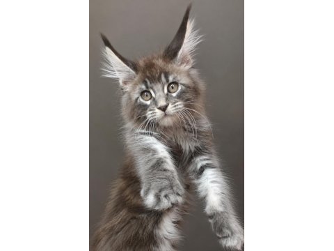 Tam bir vaşak xxxl erkek maine coon