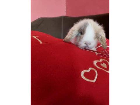Lop tavşanı yavrusu