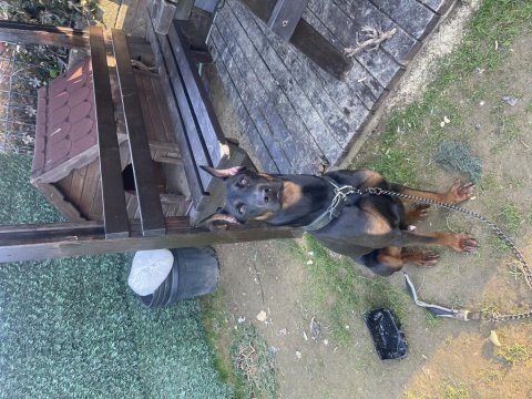 Eğitimli oğlum mars doberman 9.5 aylık