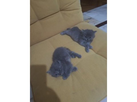 British shorthair bebelerimize yeni yuva arıyoruz