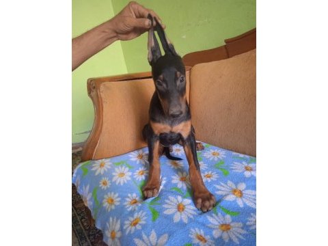 A++ kaliteli doberman 1 erkek 1 dişi yavru