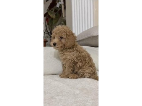 2 aylık toy poodle