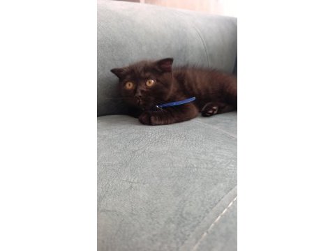 Scottish fold yavru