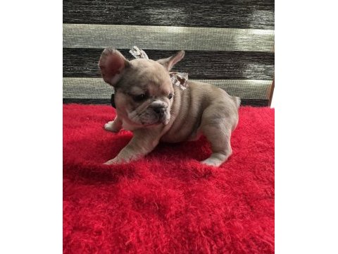 Yurt dışı kan hattı egzotik mıcro french bulldog yavrular