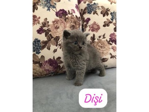 Hemen teslim top kafa yavrular british longhair