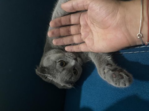 Balıkesir merkez scottish fold 10 aylık
