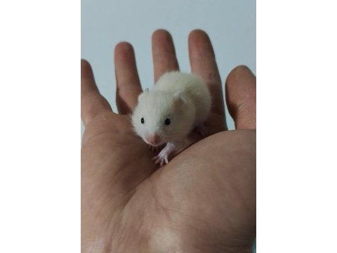 Suriye hamster bebekler