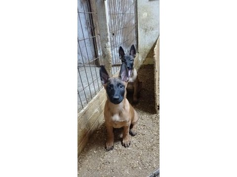 Sağlık ve ırk garantili aşılı malinoisler