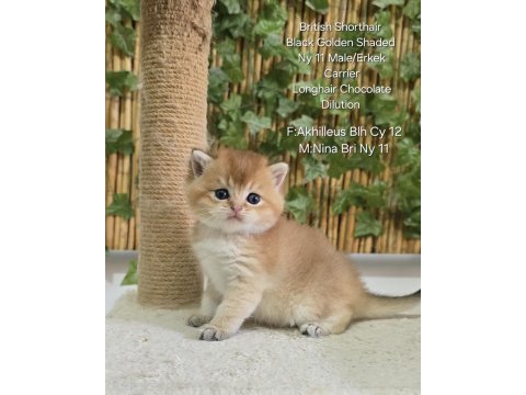 Üst kalite erkek british shorthair yavru