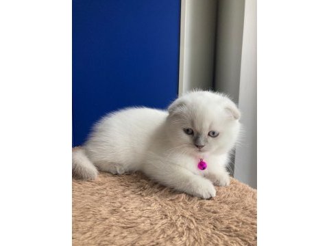 Scottish fold ve british shorthair yavrular