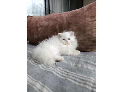 70 günlük british longhair