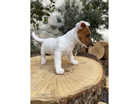 Çift maskeli safkan jack russell
