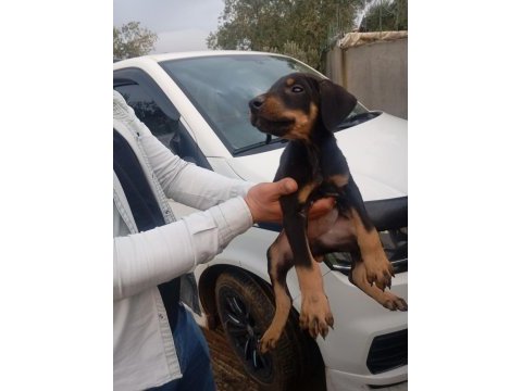 Irk ve sağlık garanti doberman yavrularımız