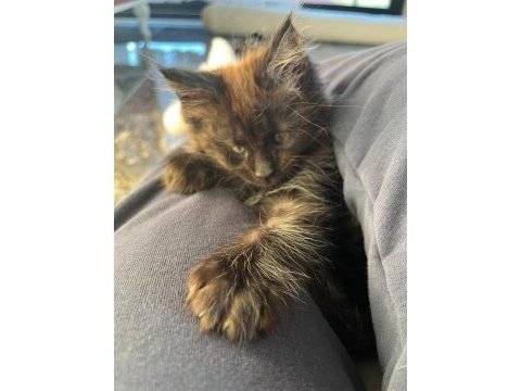10 haftalık 2 adet dişi maine coon yavru