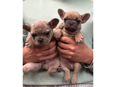 Mavi gözlü french bulldog bebekler