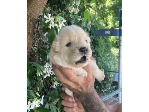 Ayıcık chow chow köpekler