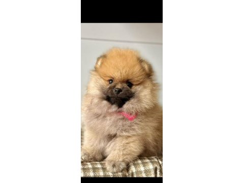 Pomeranian boo yavrular