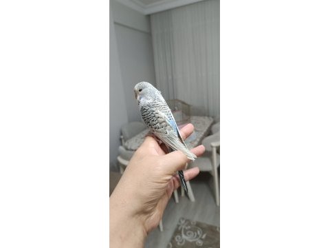 Yavru erkek texas muhabbet kuşu
