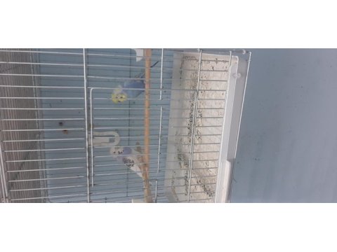 Hazır takım muhabbet kuşu