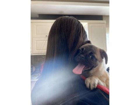 Safkan pug yavrumuz
