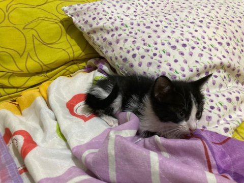 Smokin kedi yavrumuz