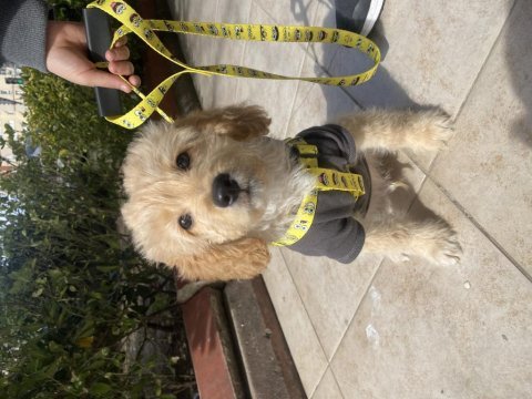 Poodle ve golden karışımı goldendoodle bebeğimiz
