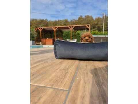 Özel micro toy poodle yavrusu başka yerde yok