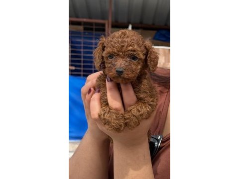 Toypoodle sevimli yavrular 