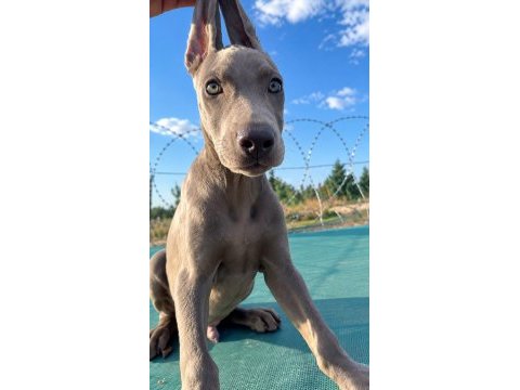 Avrupadan özel gelen melanistic dobermanlar