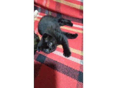 Scottish fold ve scottish straight
